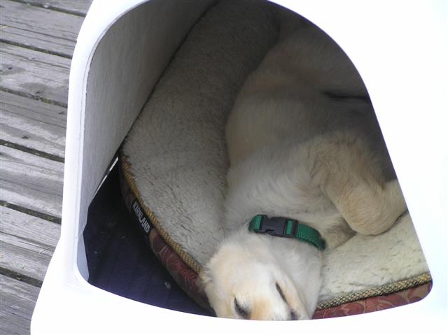 In doghouse