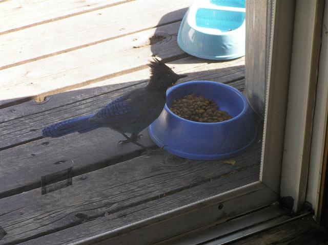 Blue Jay