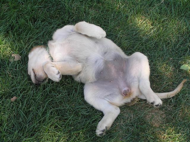 Nap