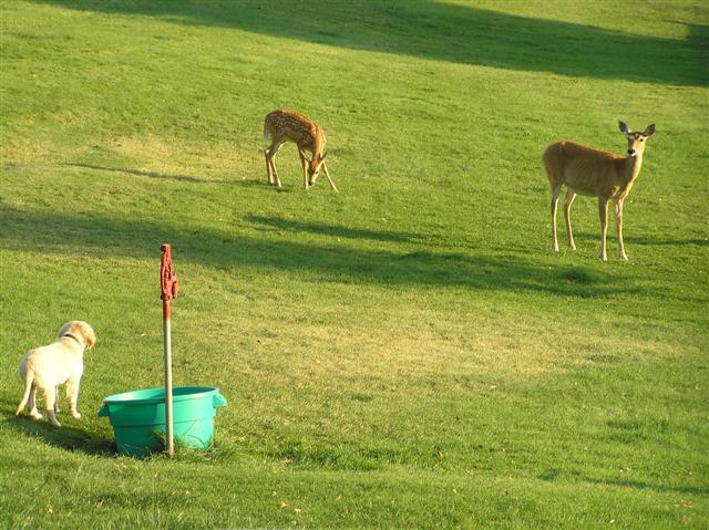 Deer1