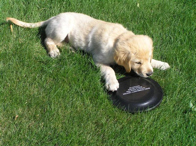 Frisbee1