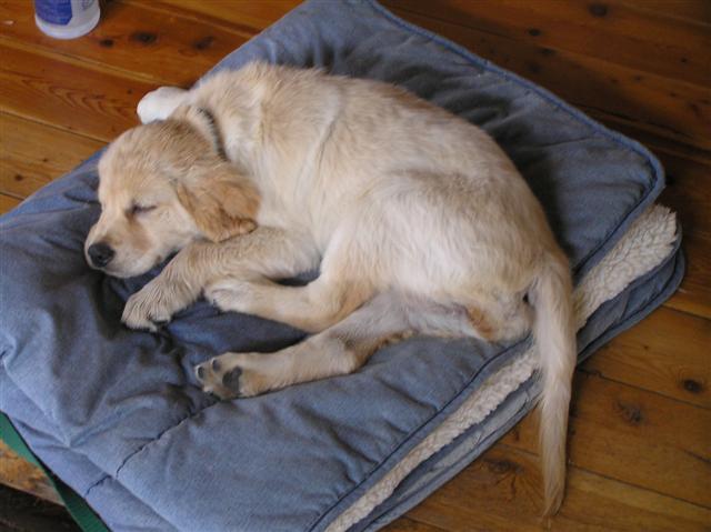 Poor puppy